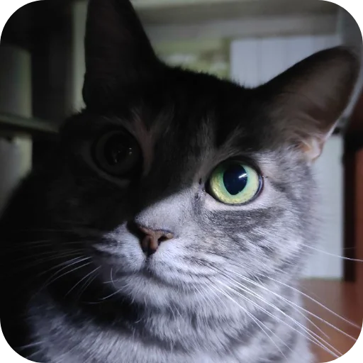 🐱 Стикер «#котеке» для Telegram