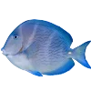 Стикер 7 Синий