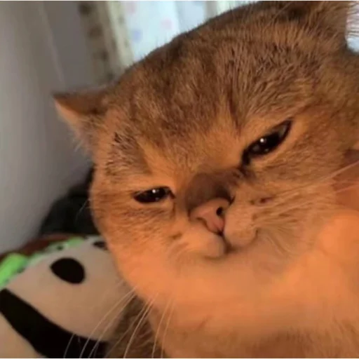 🐱 Стикер «Bluepants 的私藏 (1)» для Telegram