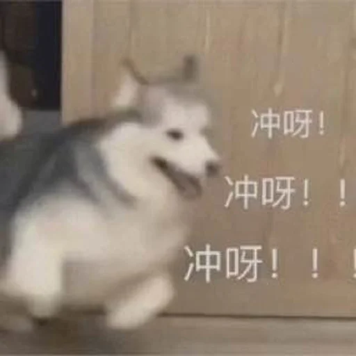 🐶 Стикер «Bluepants 的私藏 (1)» для Telegram