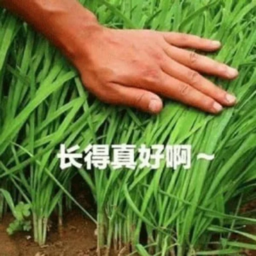 🌿 Стикер «Bluepants 的私藏 (1)» для Telegram