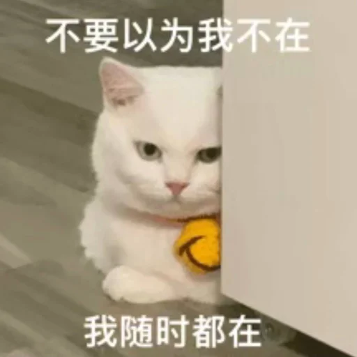 🐱 Стикер «Bluepants 的私藏 (1)» для Telegram