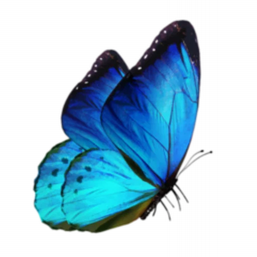 🦋 Стикер «Blue mixed» для Telegram