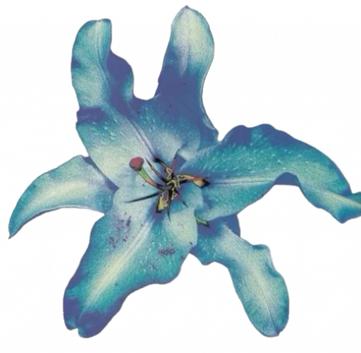 🌺 Стикер «Blue mixed» для Telegram