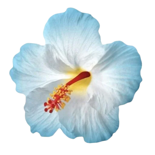 🌺 Стикер «Blue mixed» для Telegram