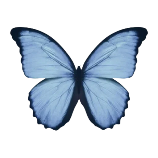 🦋 Стикер «Blue mixed» для Telegram