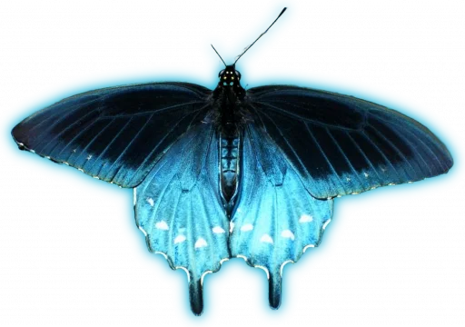 🦋 Стикер «Blue mixed» для Telegram