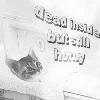 🐱 Эмодзи «blue white» для Telegram