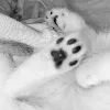 🐾 Эмодзи «blue white» для Telegram