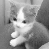 🥲 Эмодзи «blue white» для Telegram