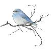 🐦 Эмодзи «blue white» для Telegram