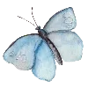 🦋 Эмодзи «blue white» для Telegram