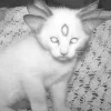 🐱 Эмодзи «blue white» для Telegram