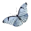 🦋 Эмодзи «blue white» для Telegram