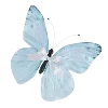 🦋 Эмодзи «blue white» для Telegram