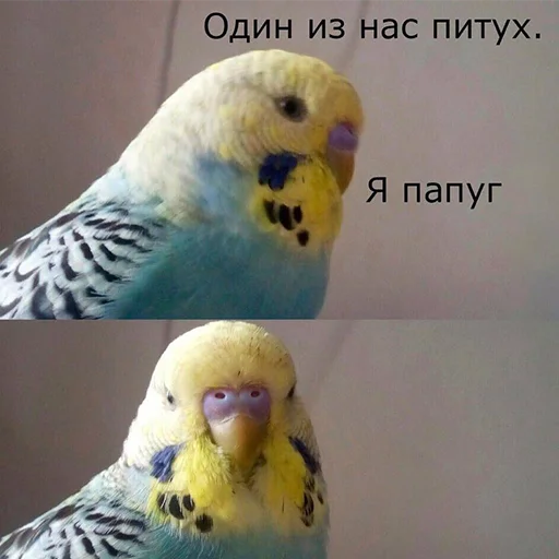 🐓 Стикер «Я орал, меня ловили» для Telegram