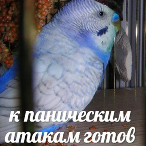 😣 Стикер «Я орал, меня ловили» для Telegram