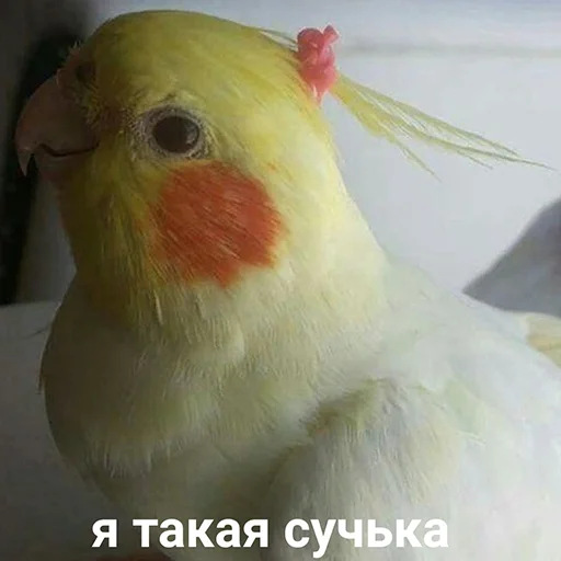 😘 Стикер «Я орал, меня ловили» для Telegram