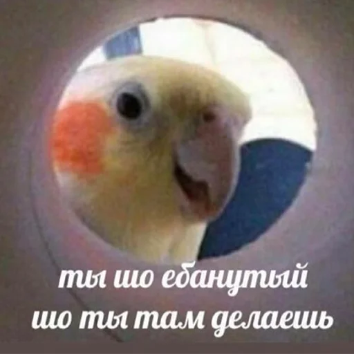 🤨 Стикер «Я орал, меня ловили» для Telegram
