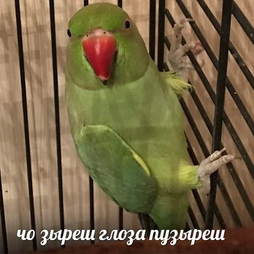 🙄 Стикер «Я орал, меня ловили» для Telegram