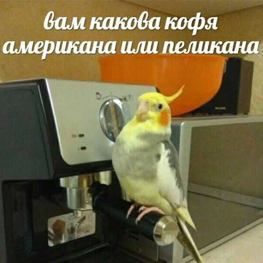☕️ Стикер «Я орал, меня ловили» для Telegram