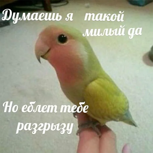😊 Стикер «Я орал, меня ловили» для Telegram