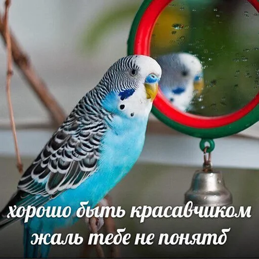 😜 Стикер «Я орал, меня ловили» для Telegram