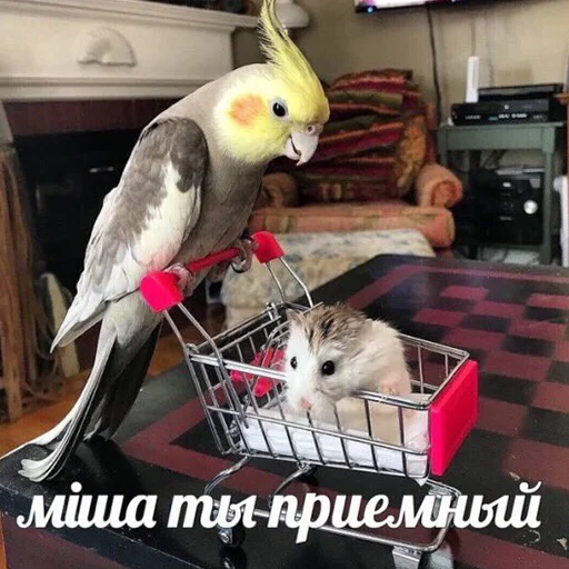 😬 Стикер «Я орал, меня ловили» для Telegram