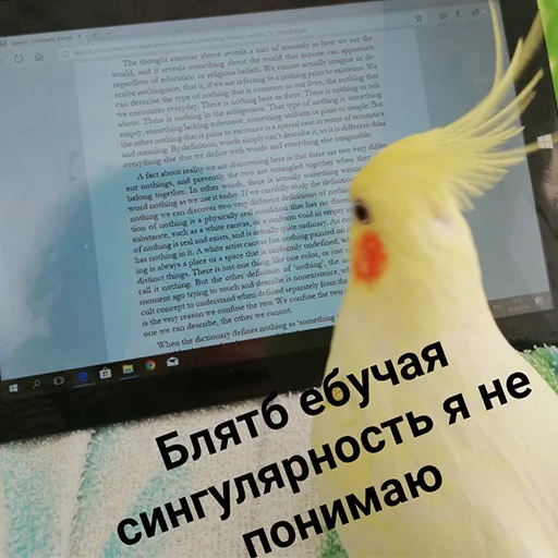 😤 Стикер «Я орал, меня ловили» для Telegram