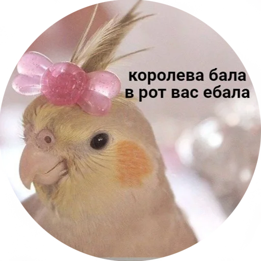 😍 Стикер «Я орал, меня ловили» для Telegram