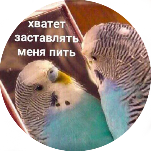 🤢 Стикер «Я орал, меня ловили» для Telegram