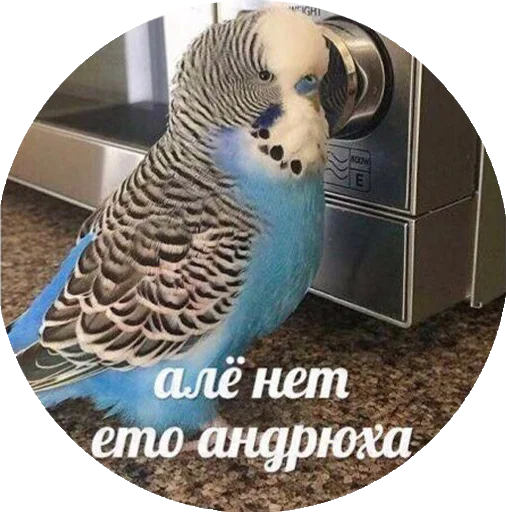 🤓 Стикер «Я орал, меня ловили» для Telegram