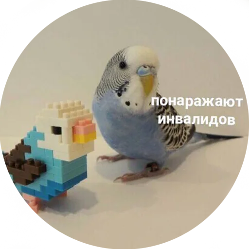 💀 Стикер «Я орал, меня ловили» для Telegram