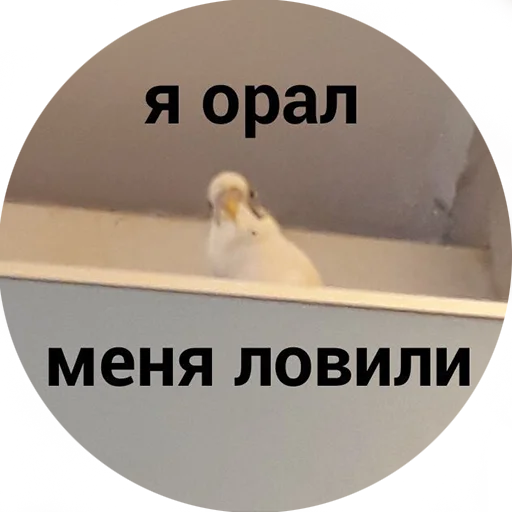 😮 Стикер «Я орал, меня ловили» для Telegram