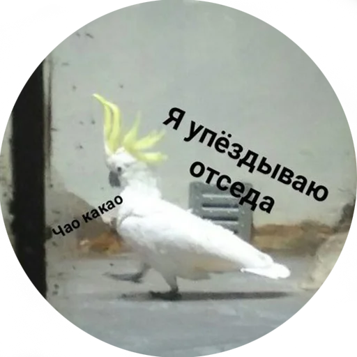 😠 Стикер «Я орал, меня ловили» для Telegram