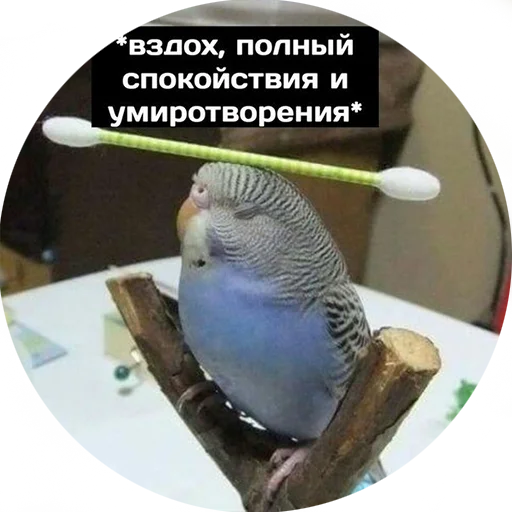 🙂 Стикер «Я орал, меня ловили» для Telegram
