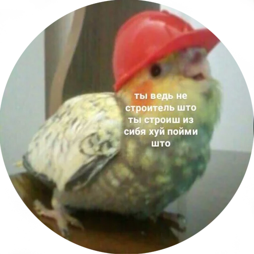 🤛 Стикер «Я орал, меня ловили» для Telegram