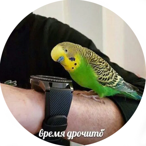 👌 Стикер «Я орал, меня ловили» для Telegram