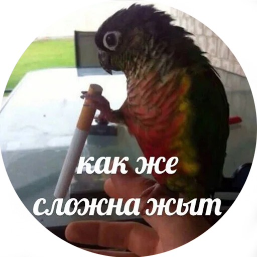 🤕 Стикер «Я орал, меня ловили» для Telegram