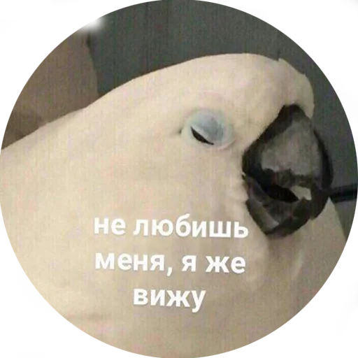 😩 Стикер «Я орал, меня ловили» для Telegram