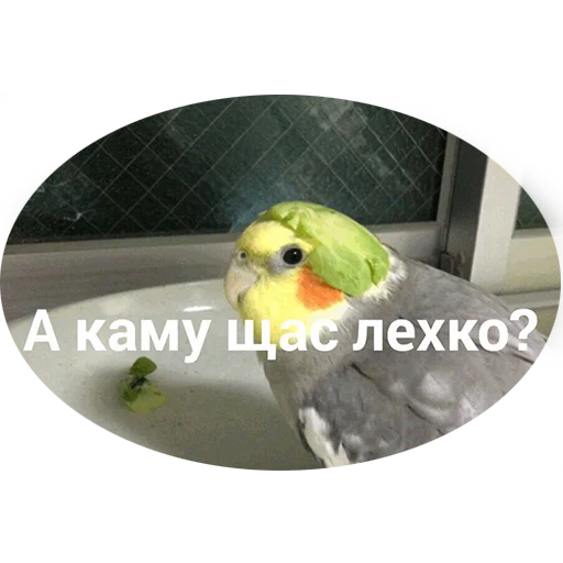 🥵 Стикер «Я орал, меня ловили» для Telegram