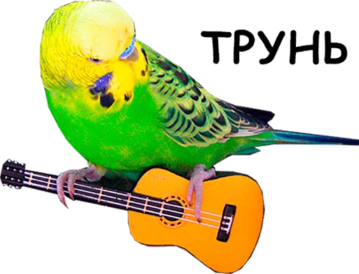 🎻 Стикер «блядские папуги» для Telegram