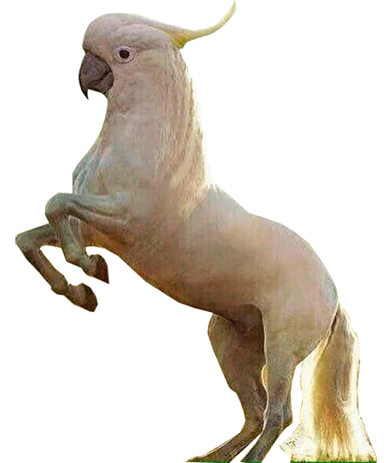 🐎 Стикер «блядские папуги» для Telegram