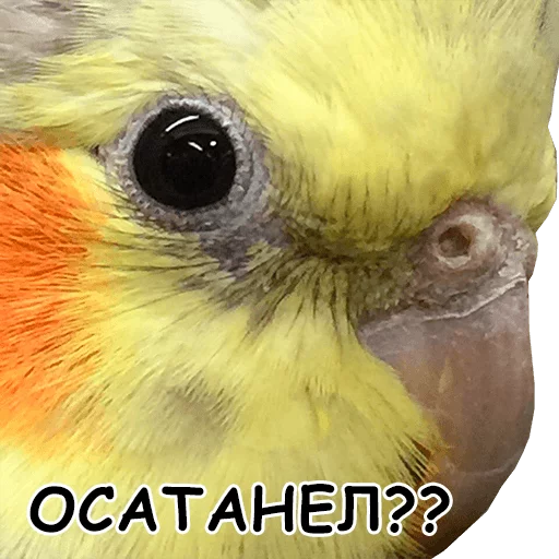 😣 Стикер «блядские папуги» для Telegram