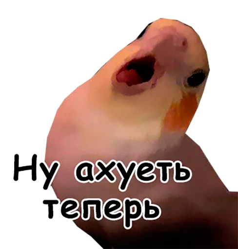 ✌ Стикер «блядские папуги» для Telegram