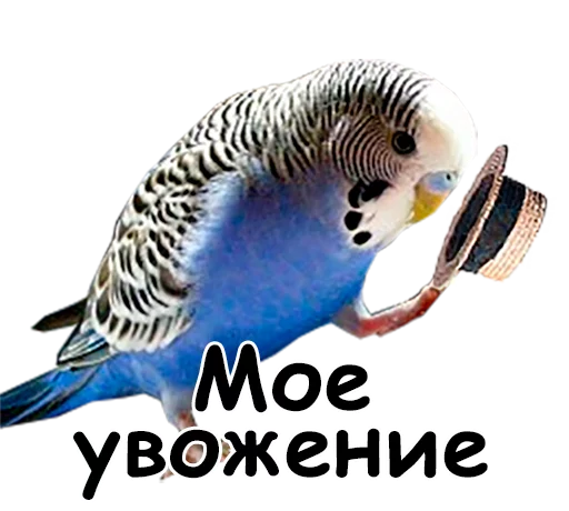 🎩 Стикер «блядские папуги» для Telegram