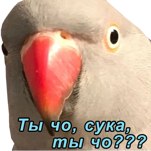 😵 Стикер «блядские папуги» для Telegram