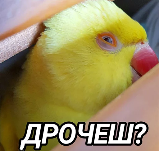 👌 Стикер «блядские папуги» для Telegram