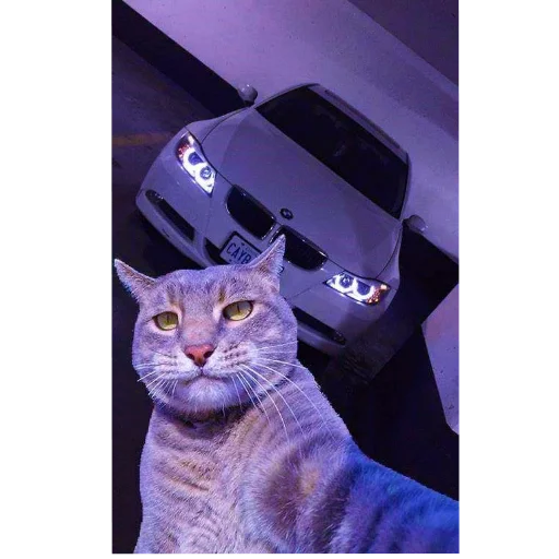 🐱 Стикер «Avto» для Telegram