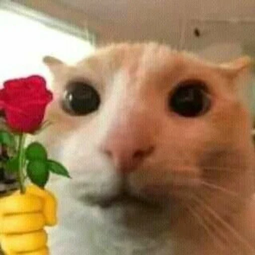 🌹 Стикер «бингус и другие» для Telegram